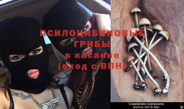 дурь Аркадак